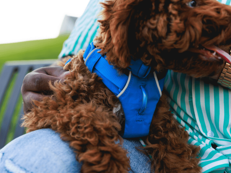 OLPRO Gift Guide - Hi & Light™ Lightweight Dog Harness